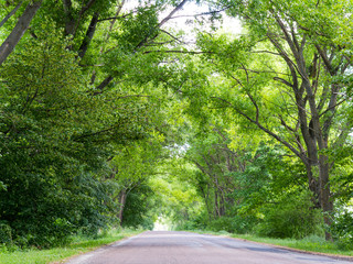 Tunnel made from trees growing above the road. Road on a summer day. Nature conceptual image.