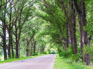 Tunnel made from trees growing above the road. Road on a summer day. Nature conceptual image.