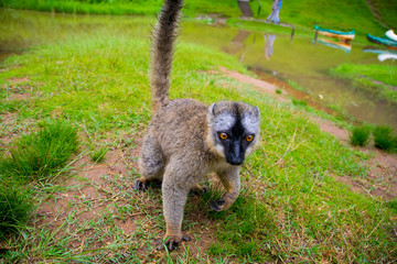 マダガスカルのブラウンキツネザル(Common brown lemur)