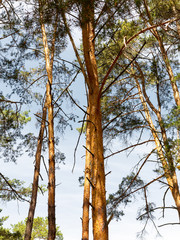 inside pine tree forest / coniferous forest