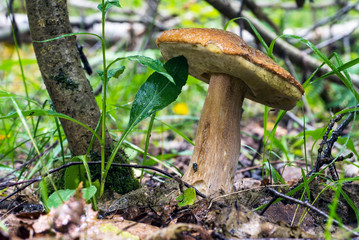 White mushroom boletus in the forest under a tree.