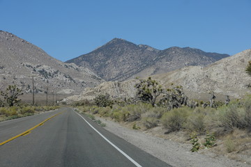 On the road at the Joshua tree national park - California