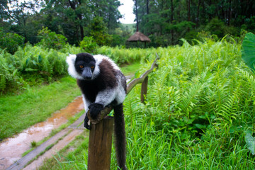 マダガスカルのシロクロエリマキキツネザル（クロシロエリマキキツネザル） (Black-and-white ruffed lemur)