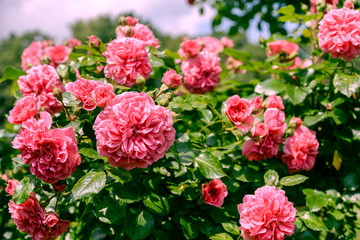 pink roses in garden