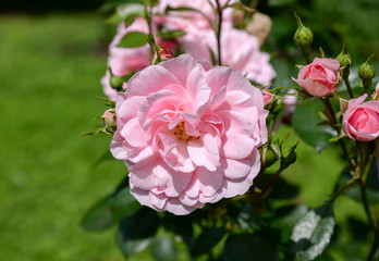 pink roses in garden