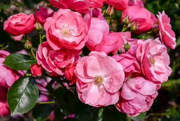 pink roses in garden