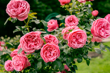 pink roses in garden