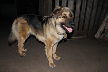 Dog