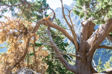 Fototapeta premium Samaria Schlucht auf Kreta