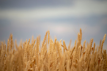 wheat field at the sunset
