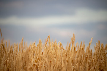 wheat field at the sunset