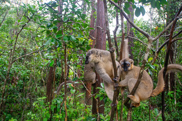 マダガスカルのブラウンキツネザル(Common brown lemur)