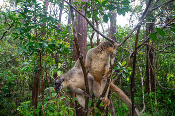 Fototapeta na wymiar マダガスカルのブラウンキツネザル(Common brown lemur)