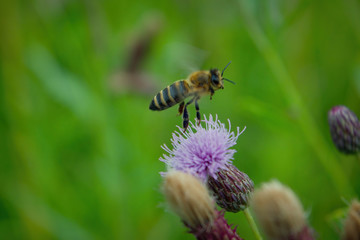 A bee collects nectar from a burdock flower close-up.