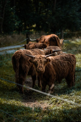 schottische Hochlandrinder / Rind / Cow / Kuh