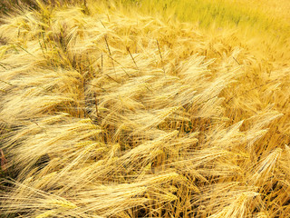 Wheat field. Ears of golden wheat close up. Background of ripening ears of wheat field. Beautiful Nature Sunset Landscape. Rural Scenery under Shining Sunlight.  Rich harvest Concept. Label art design