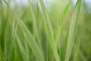 Water droplets on fresh green morning grass