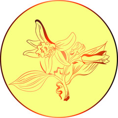 vanilla flower vector line drawing
