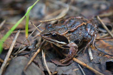 Portrait of an earthen frog in the forest close-up.