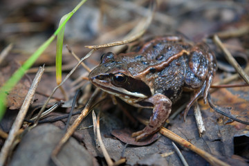 Portrait of an earthen frog in the forest close-up.