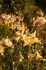 flowers in the garden