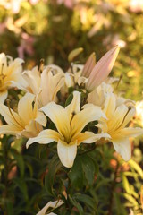 yellow flower in the garden