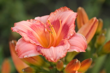 red and yellow tulip