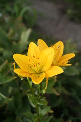 yellow flower in the garden