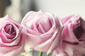 Delicate pink roses in soft color and blur style. Selective focus. To use as background for creative design for birthday, Valentine's Day, wedding, celebration.