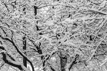 Thick Layers of Snow on Tree Branches