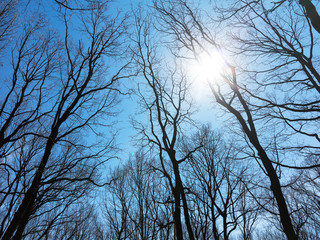 Tree tops converging. Upward perspective view, Lower angle view of tall trees winter clear blue sky wallpaper. Light of the sun breaks through the branches.