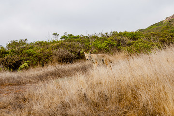Wild coyote stands in the middle of a field with dry grass