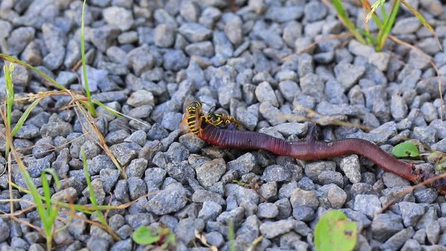 Une gu&ecirc;pe mange un ver de terre mort