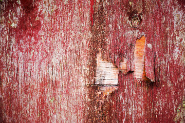 Wooden planks background. Wooden planks with cracked old paint residue. Withered old fence boards. As background for creative design.
