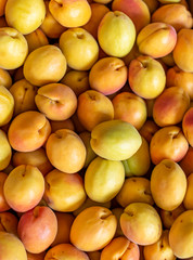 Fresh apricots are sold in crates in the market in Malatya city