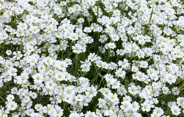 Small delicate flowers. Authentic floral background of genuine white flowers with faint green leaves. Selective focus. As background for any creative project