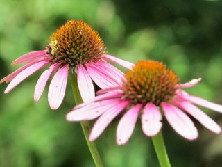 Bee in a Coneflower Garden 