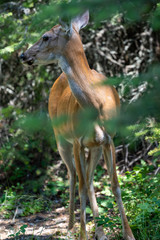 Deer looks away while emerging out of a forest in Glacier National Park