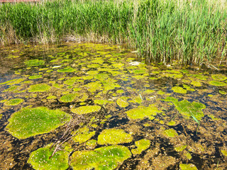 Sewage drains into the river, the sea, the lake. Environmental pollution. Wastewater, ecological catastrophe