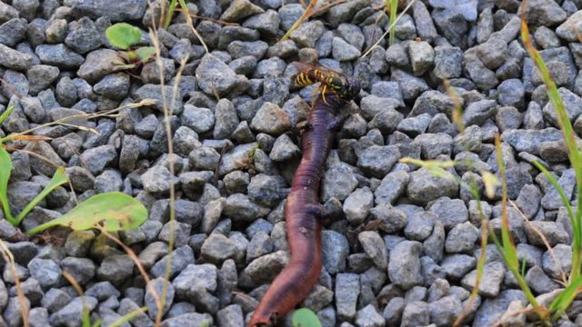 Une gu&ecirc;pe mange un ver de terre mort