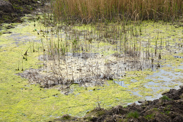 Sewage drains into the river, the sea, the lake. Environmental pollution. Wastewater, ecological catastrophe