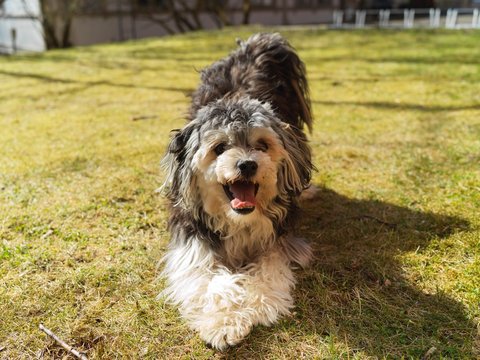 L&ouml;wchen Silver Lion