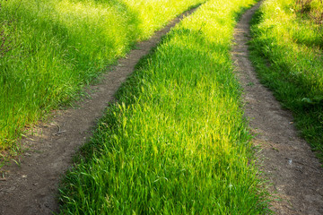 Background country road. Forest dirt road overgrown with lush green grass in the bright sun rays. As a background for creative art design