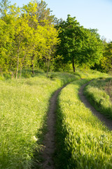 Beautiful summer landscape country road. Road, overgrown with lush green grass stretches into distance forest. Attractive forest landscapes. As background for calendars, cards, any your projects.