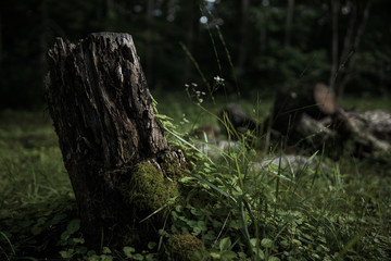 tree stump in the forest with dramatic lighting