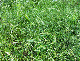 Green grass. Authentic landscape various types of grasses. As a background for creative art design for any project. Great backgrounds and textures.