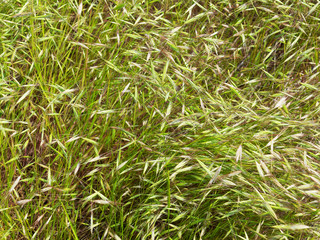 Green grass. Authentic landscape various types of grasses. As a background for creative art design for any project. Great backgrounds and textures.