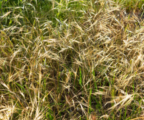 Green grass. Authentic landscape various types of grasses. As a background for creative art design for any project. Great backgrounds and textures.