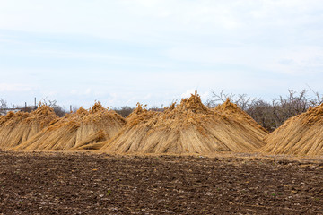 Upright against a tree, bundles harvested reed in a flood plain next river are drying and waiting for transport. Rural landscape