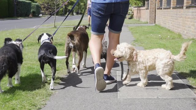 Young man walking five dogs along suburban street